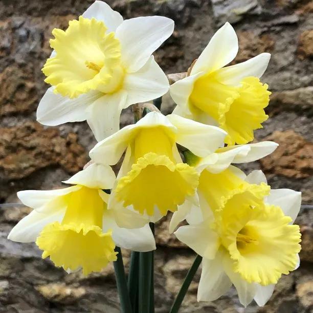 Las Vegas Daffodil (Narcissus Las Vegas) Img 5